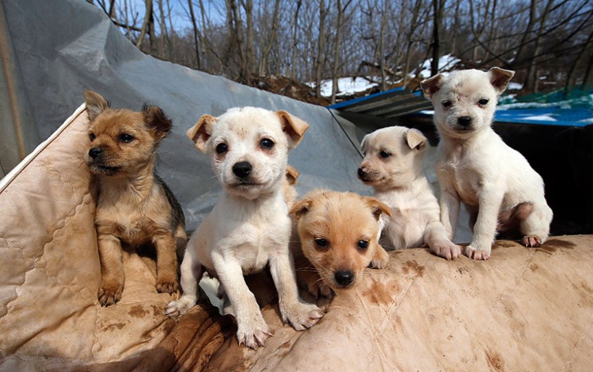 Donna coreana salva 200 cani