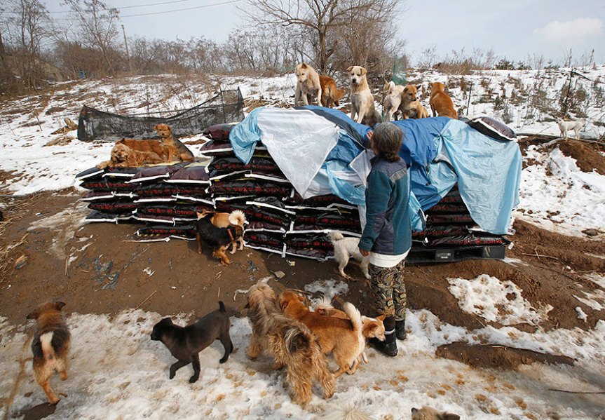 Donna coreana salva 200 cani