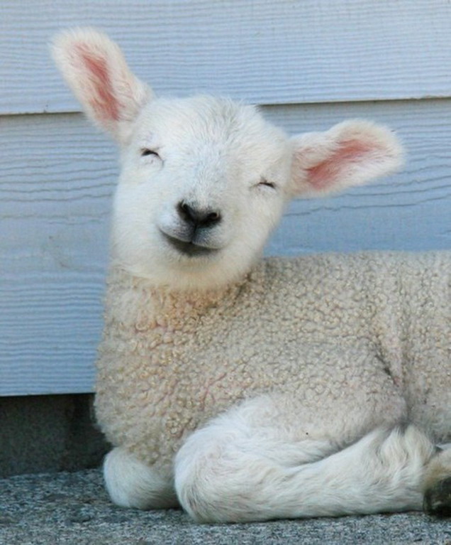 happy-lamb-is-happy
